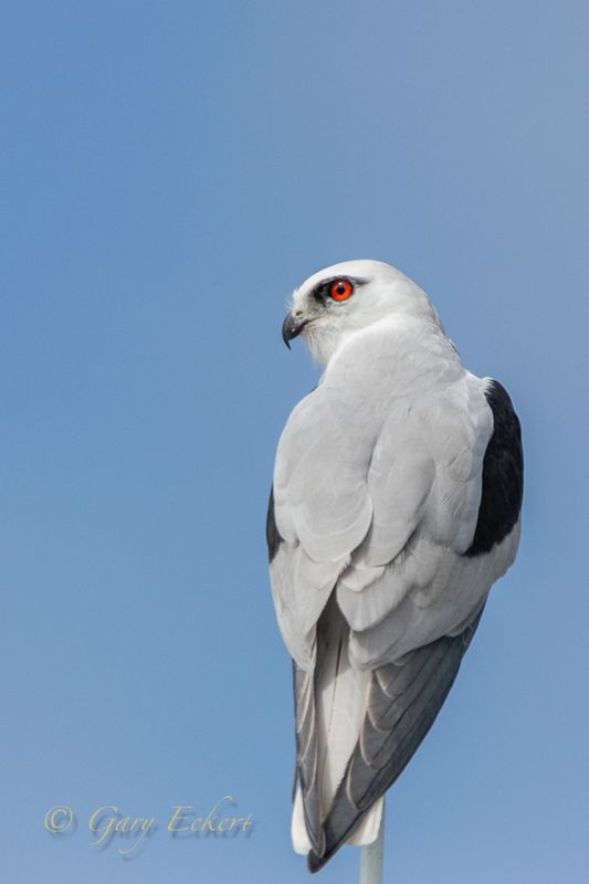 Black-shouldered Kite