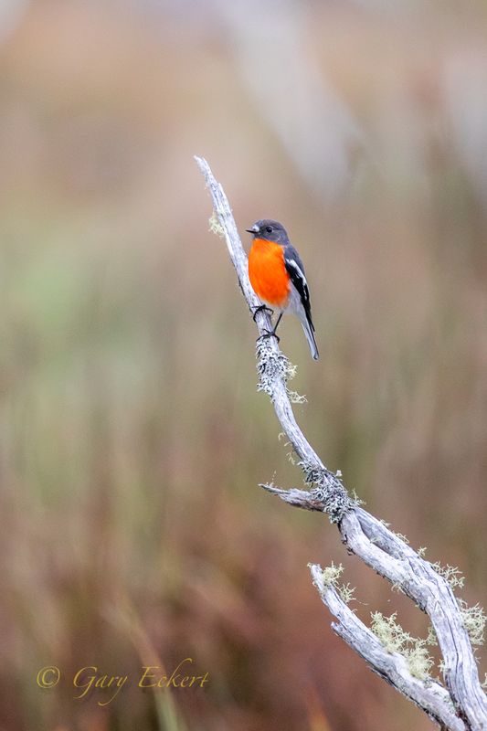 Flame Robin