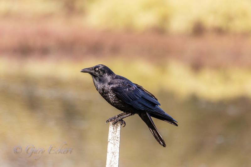 Australian Raven