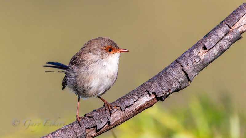 Superb Fairy-wren