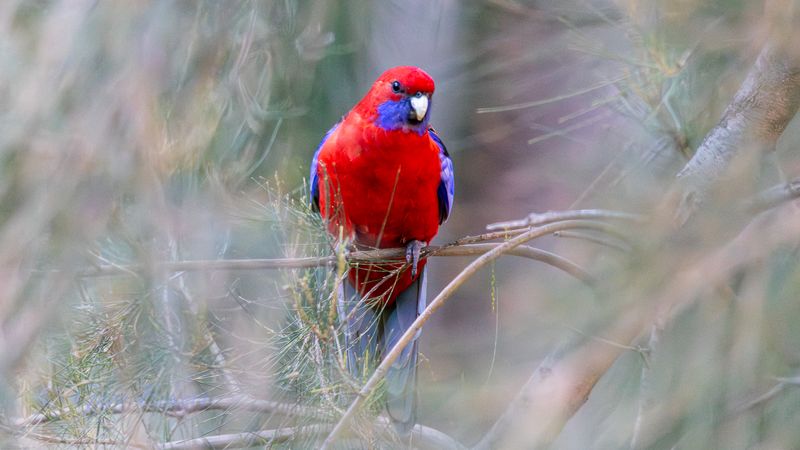 Crimson Rosella