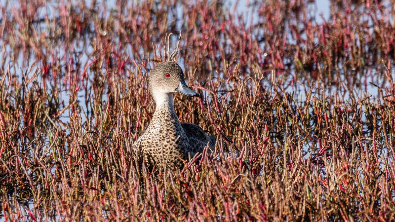 Chestnut Teal