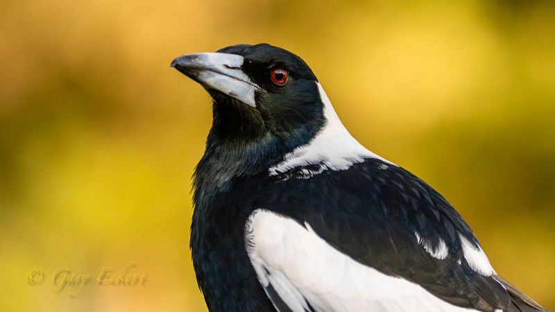 Australian Magpie