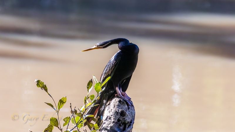 Australasian Darter