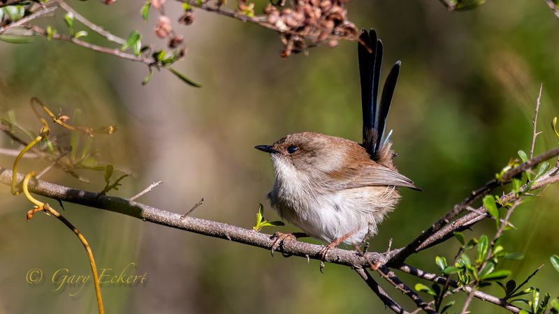 Superb Fairy-wren