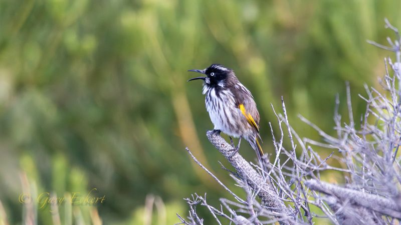 New Holland Honeyeater