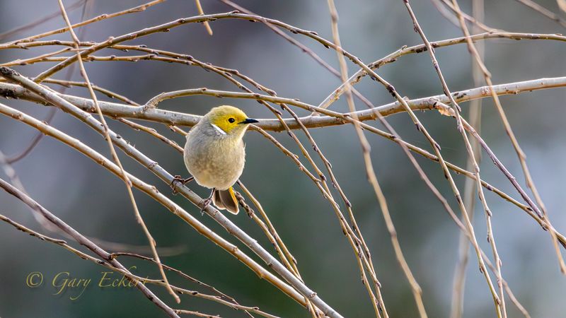 White-plumed Honeyeater