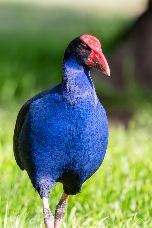 Australasian Swamphen