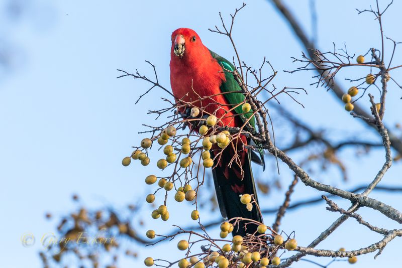 Australian King Parrot