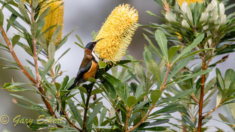 Eastern Spinebill