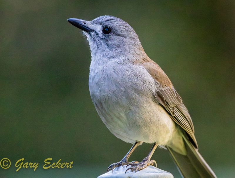 Grey Shrike-thrush