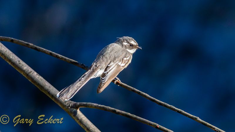 Grey Fantail