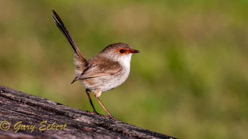 Superb Fairy-wren