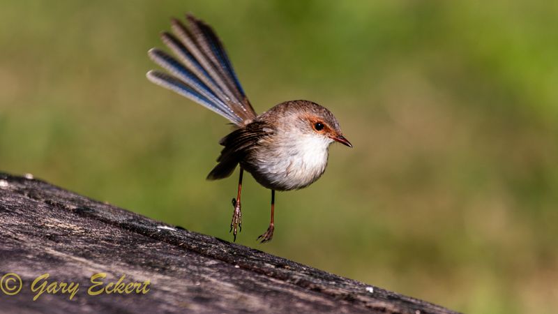 Superb Fairy-wren