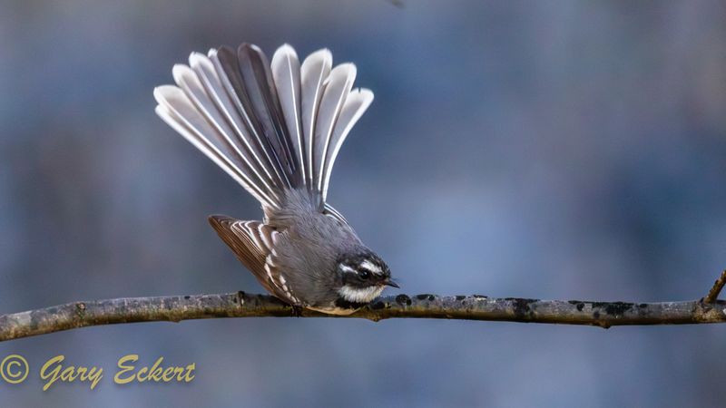Grey Fantail