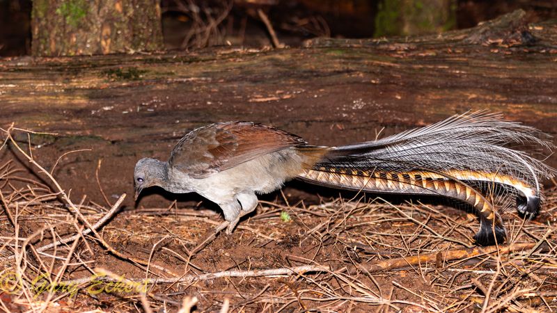 Superb Lyrebird
