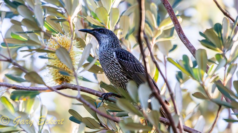 Little Wattlebird