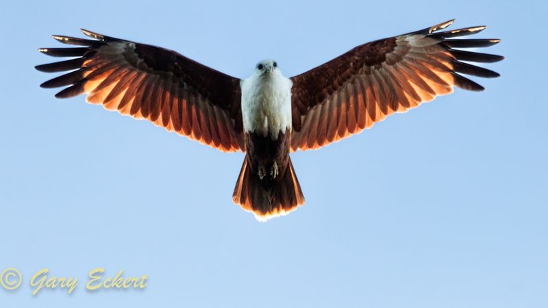 Brahminy Kite