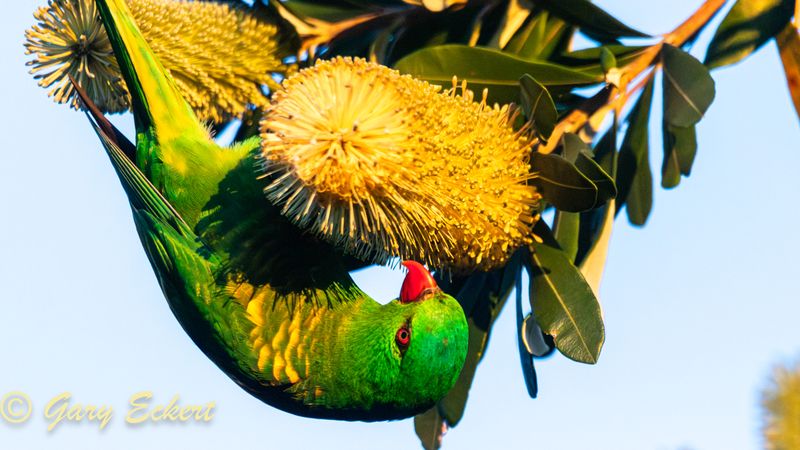 Scaly-breasted Lorikeet