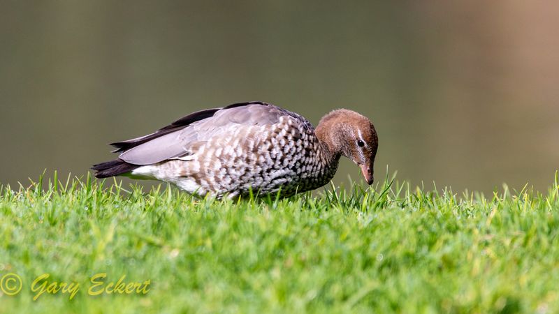 Australian Wood Duck