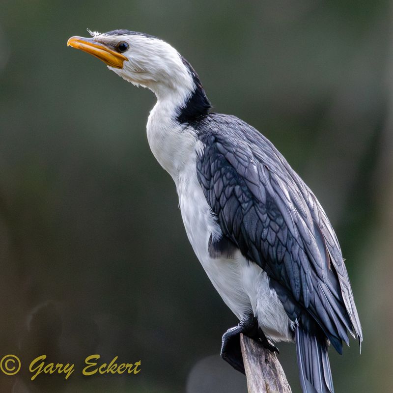 Little Pied Cormorant