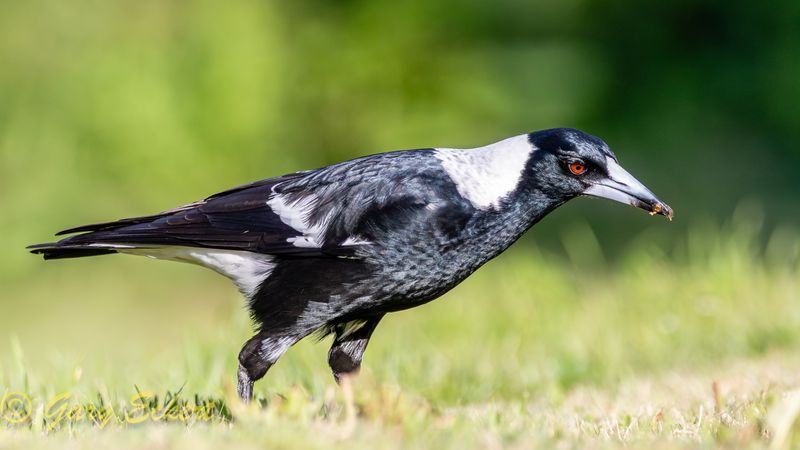Australian Magpie
