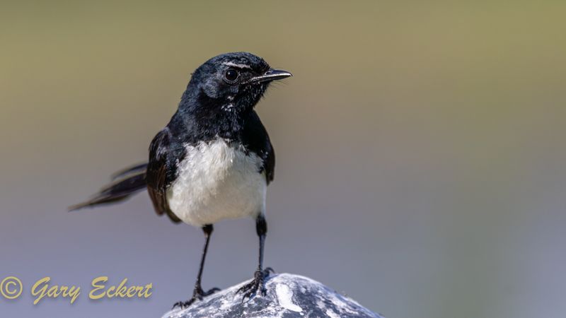 Willie Wagtail
