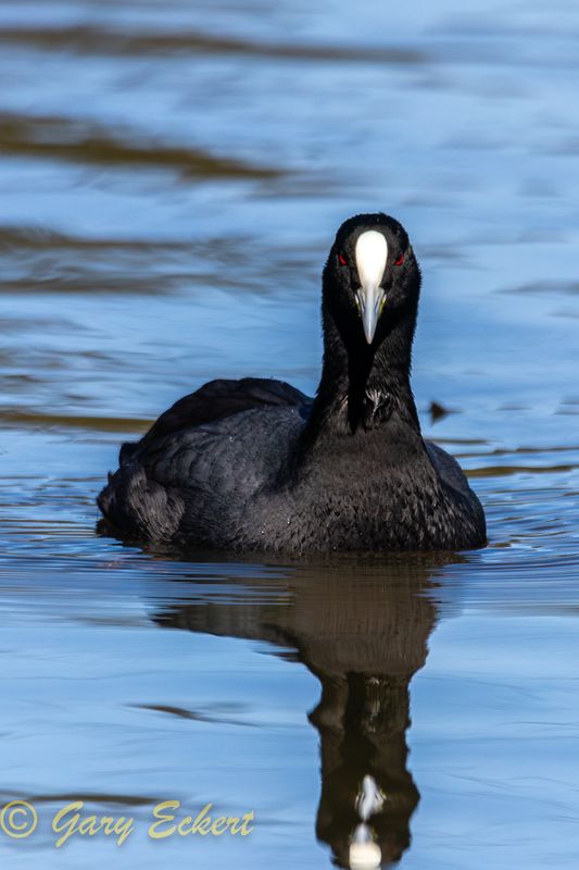 Eurasian Coot