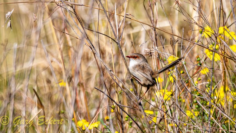 Superb Fairy-wren