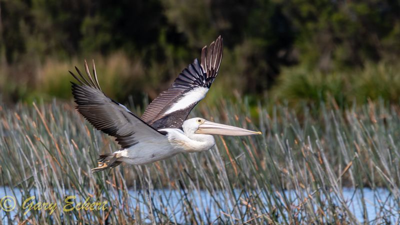 Australian Pelican