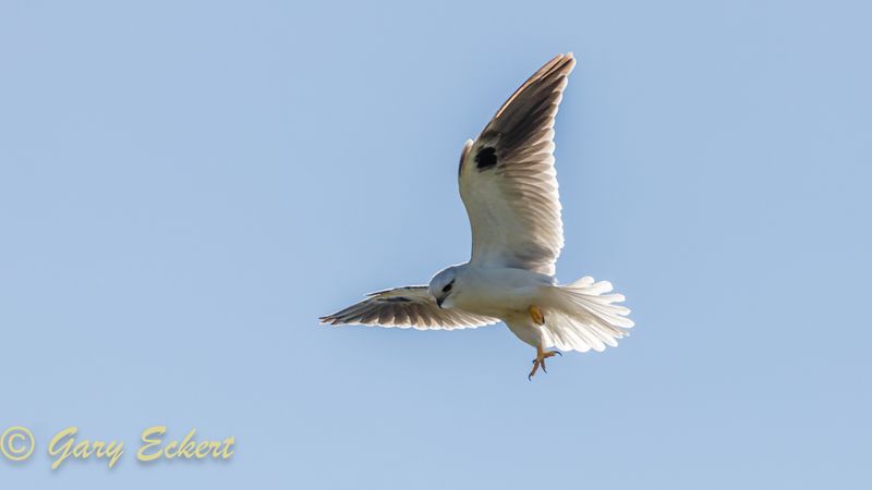 Black-shouldered Kite
