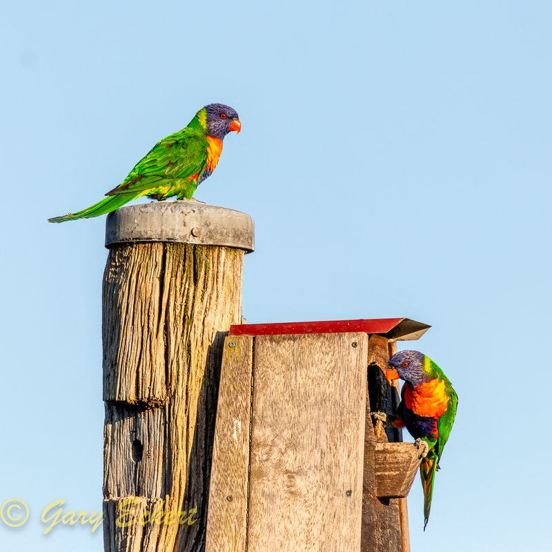 Rainbow Lorikeets
