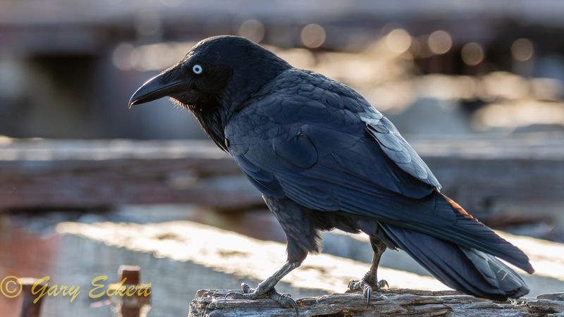 Australian Raven