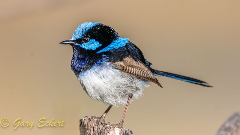 Superb Fairy-wren