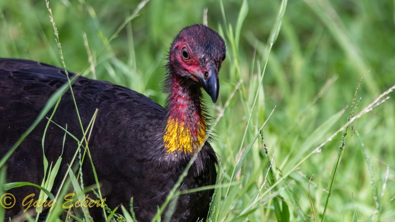 Australian Brush-turkey