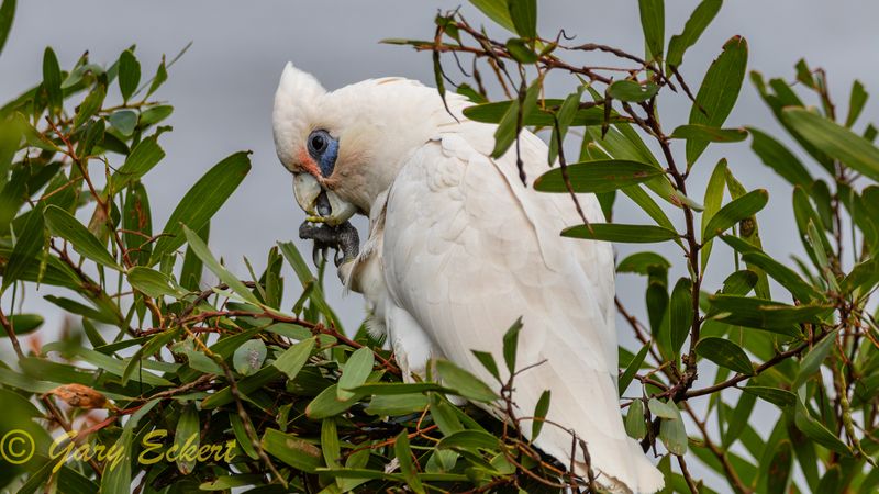 Little Corella
