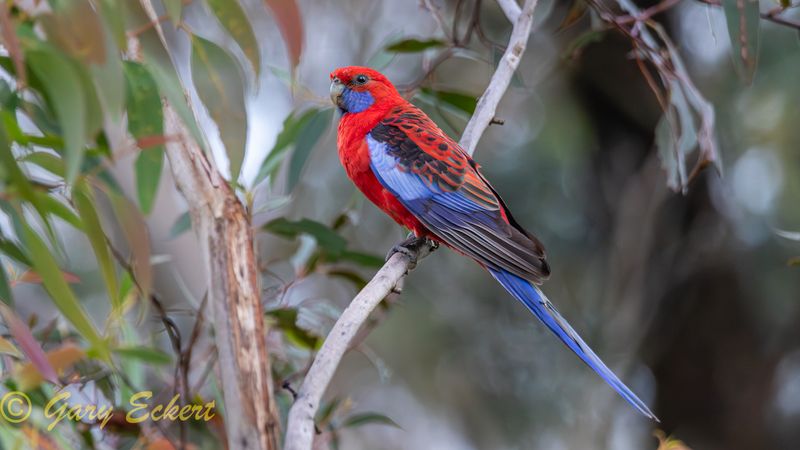 Crimson Rosella