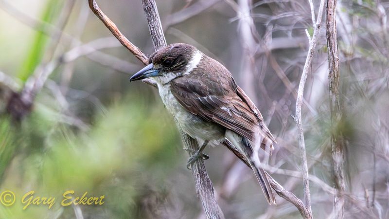 Grey Butcherbird