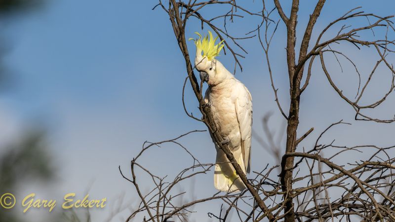 Sulphur-crested Cockatoo