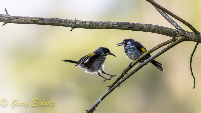 New Holland Honeyeaters