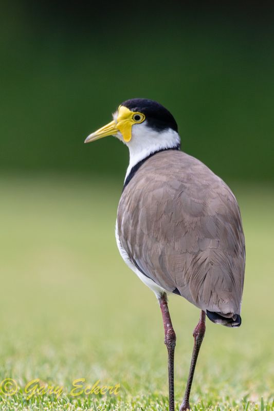 Masked Lapwing