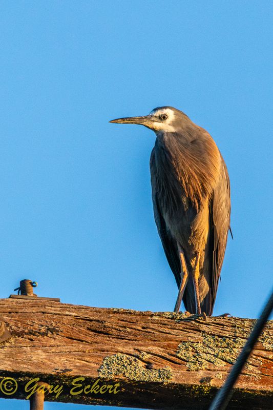 White-faced Heron