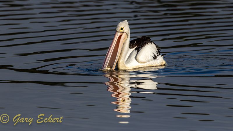 Australian Pelican