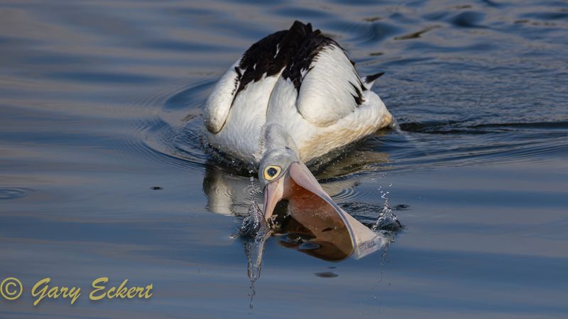 Australian Pelican
