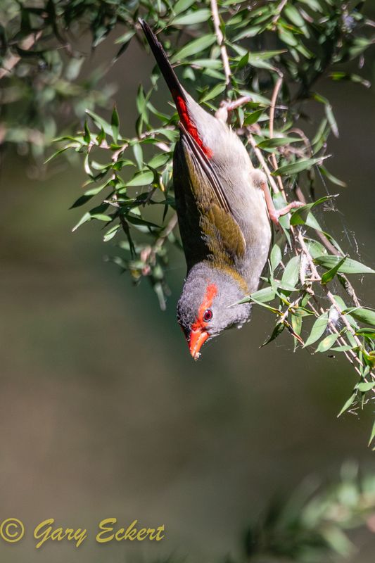 Red-browed Finch