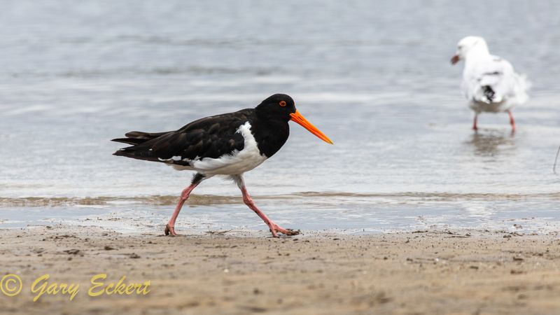 Pied Oystercatcher