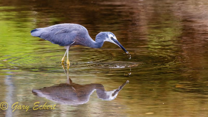 White-faced Heron