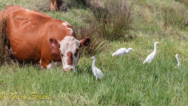 Cattle Egrets