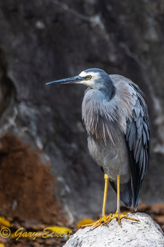 White-faced Heron