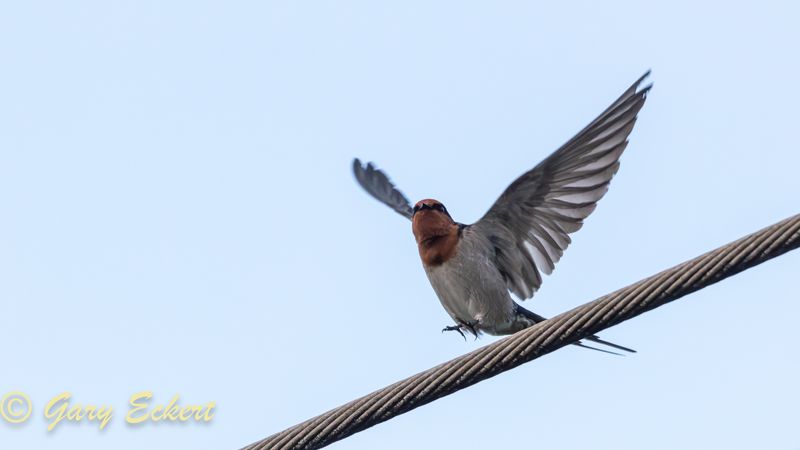 Welcome Swallow
